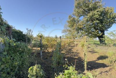 Casa de vinificatie 2 camere cu Teren 1389 mp - Gradina Viilor ,,Nyulhat,,-Carei Casa de vinificatie 2 camere cu Teren 1389 mp - Gradina Viilor ,,Nyulhat,,-Carei - 8