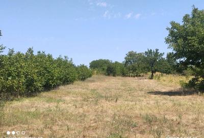 Teren de 3400 mp, în Daia - 2
