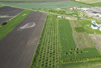 Livada de nuci ?i pruni 2.4ha in Varia?ul Mare - 10