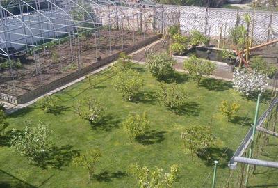 Case alaturate cu gradina, parcare ?i poten?ial comercial in Elisabetin - 4