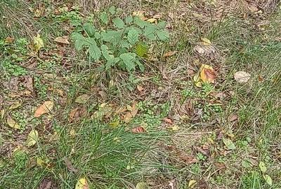 Renovata complet  2024 - 2500mp teren Renovata complet  2024 - 2500mp teren - 16