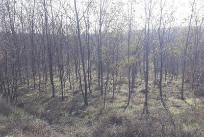 Teren în Rasova - 3