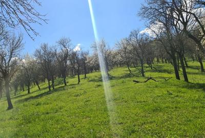 Teren de 5407 mp, în Valea Mică - 7