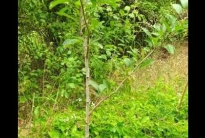 Poeni, Teleorman proprietar vând teren si casa renovabila - 10