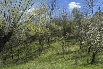 Spațiu comercial, de 2,035 mp, în Provița de Jos - 18