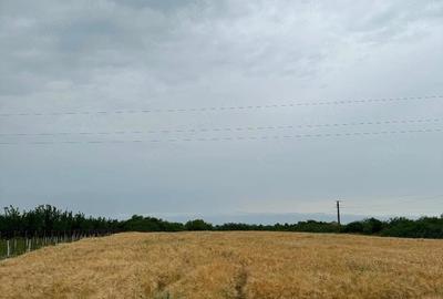 Teren de 4650 mp, în Petroman - 5