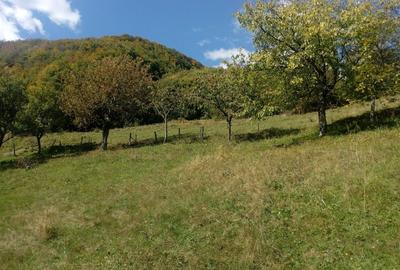 Teren de 30000 mp, în Pleșcuța - 3