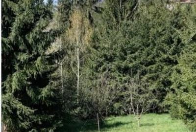 Teren de 26000 mp, în Dealu Negru - 7
