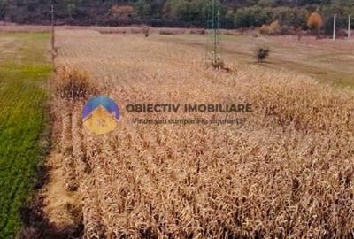 Teren intravilan de vanzare 5533 mp - Alexandru cel Bun - 2