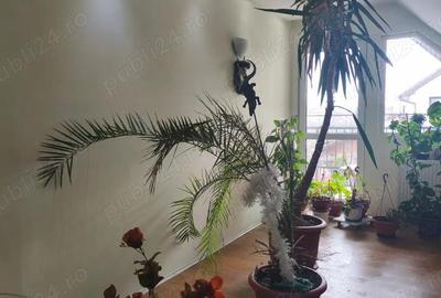 Casă în 22 Decembrie - 7