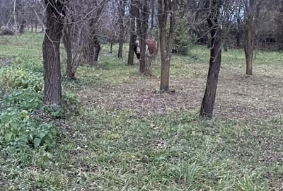 Densuș, casă de vânzare, pozitie extraordinara, 3000 mp teren - 4