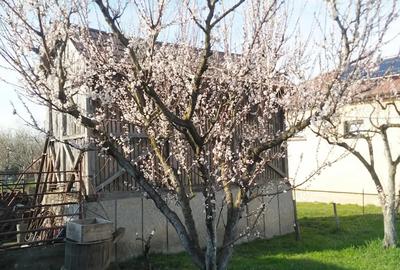 Casa 4 camere Petid,judetul Bihor - 1