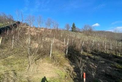 Casă cu Teren 2544 Mp în Cicârlău - 4