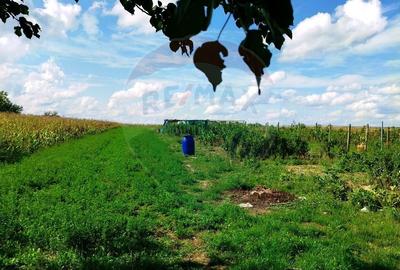Casa de vanzare cu  teren de 3.869 mp in Cosniciu de Jos /Ip, Salaj - 6