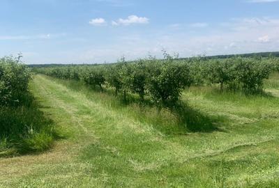 De Vânzare – Fermă de Pomi Fructiferi, 48,8 ha, Iancu Jianu, Jud. Olt - 24