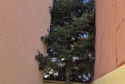 Casă cu 5 camere cu Teren 200 Mp în Bucureștii Noi - 11