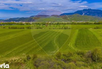 Teren de 3000 mp, în Pănicel