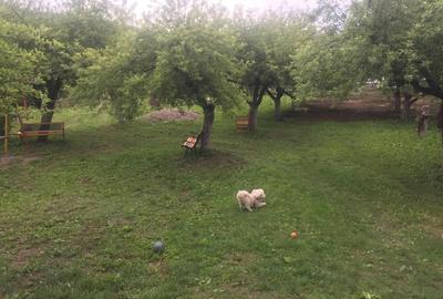 Teren Construcții intravilan de 4500 mp, în Baciu - 3