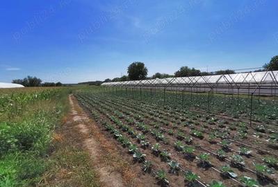 VAND casa + teren 4365m p - 2