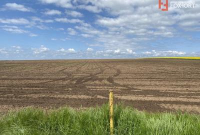 Teren agricol extravilan de 41700 mp, în Sânandrei - 4