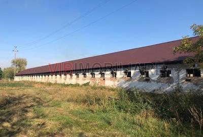 Ferma complet utilată – 30 ha teren comasat cu 11.500mp grajduri renovate Tim - 17