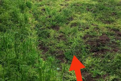 Casă cu 4 camere în Potcoava - 6