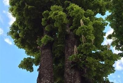 Complex Gastronomic:Afacere la cheie, Restaurant traditional secuiesc+teresa eve - 26