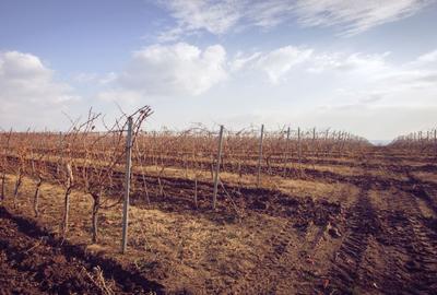Podgorie de vita-de-vie nobila cu conac boieresc - 10