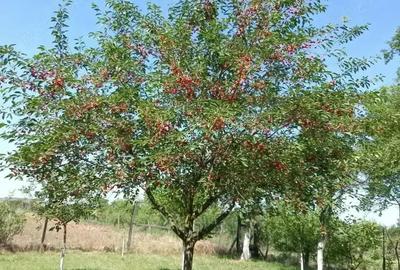 Casă cu Teren 4000 Mp în Radomirești - 3