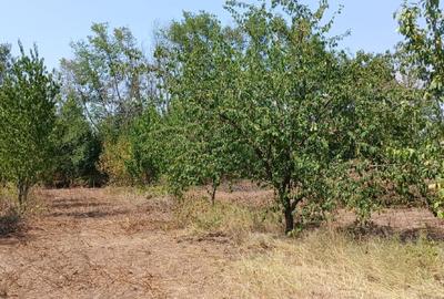 Teren de Vanzare Adunatii- Copaceni, Giurgiu - 1