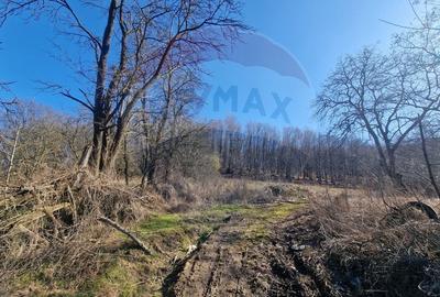 Teren Construcții intravilan de 4985 mp, în Sascut - 2