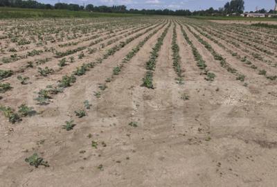 Teren extravilan, 1ha,zona centurii Radauti - 2