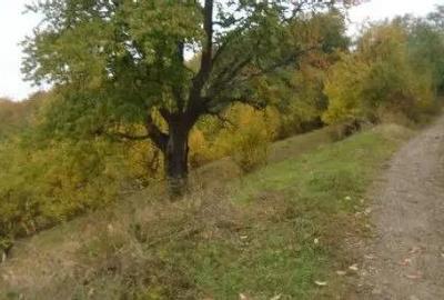 Teren Faneata extravilan, Vizantea Livezi, ID: R2800539 - 6