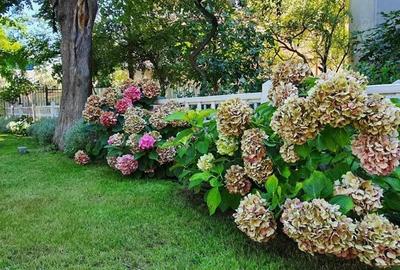 BIJUTERIE ISTORICA SI RAR DE VANZARE in zona ARMENEASCA - 3