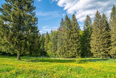 Teren intravilan cu potential turistic si de agrement, zona Trei Brazi - 19