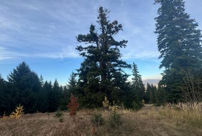 Vanzare 5,3 ha pasune deasupra Voronetului Suceava - Proiect Turistic - 30