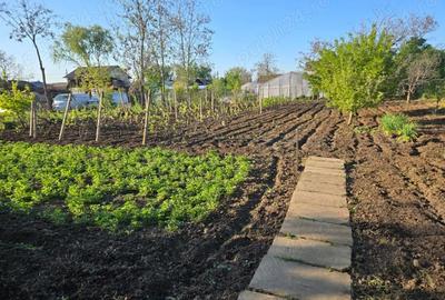 Casă cu Teren 1386 Mp în Cuza Vodă - 9