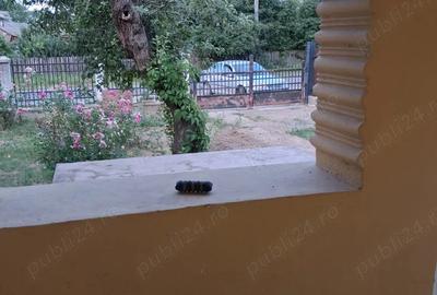 Casă cu 3 camere cu Teren 474 Mp în Ciurea - 4