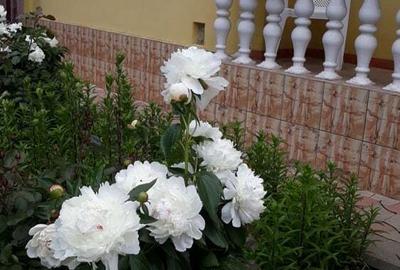 Casă în Pașcani - 7