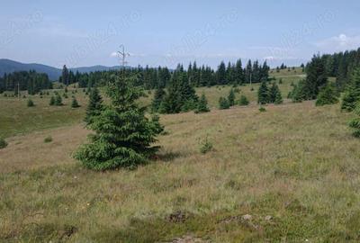 Teren de 8640 mp, în Beliș - 2