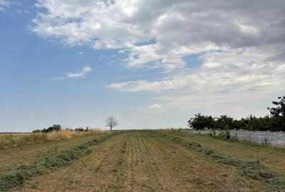 Teren Budeni - Delta Comana - Giurgiu - 8