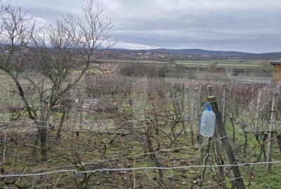 Teren de 1996 mp, în Viile Satu Mare - 11