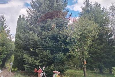 OCAZIE!!! CASA SUPERBA cu teren in JULITA jud Arad in M tii Zarandului - 5