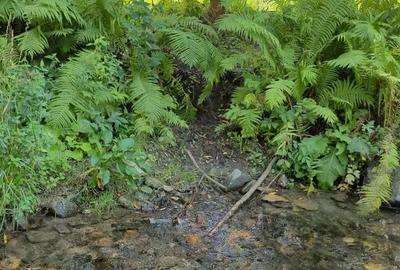 Teren ideal pentru investitie - 4