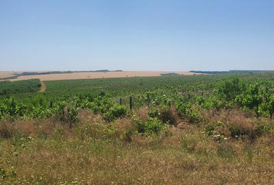 Teren Agricol 50 ha – Zonă Adamclisi- Județul Constanța - 6