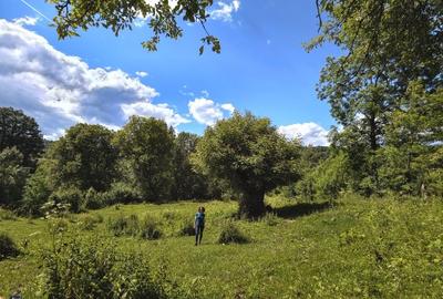 Teren Construcții intravilan de 1782 mp, în Măgura (Bezdead) - 11