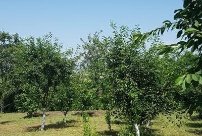 Sarata, Dealu Nou, teren 2800mp