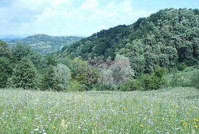 Teren intravilan de vanzare in Telega - 1