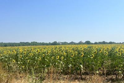 Teren Intravilan Balotesti Biserica Sfantul Nicolae COMISION 0% - 7