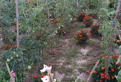 Casa batraneasca si teren - 1